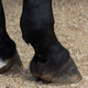 Illustration for article titled RESOLVED: We Shall Not Emerge From Isolation With Hooves